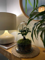 Terrario cúpula de SKAY con bonsai verde, decorativo y moderno, en un ambiente natural y elegante.