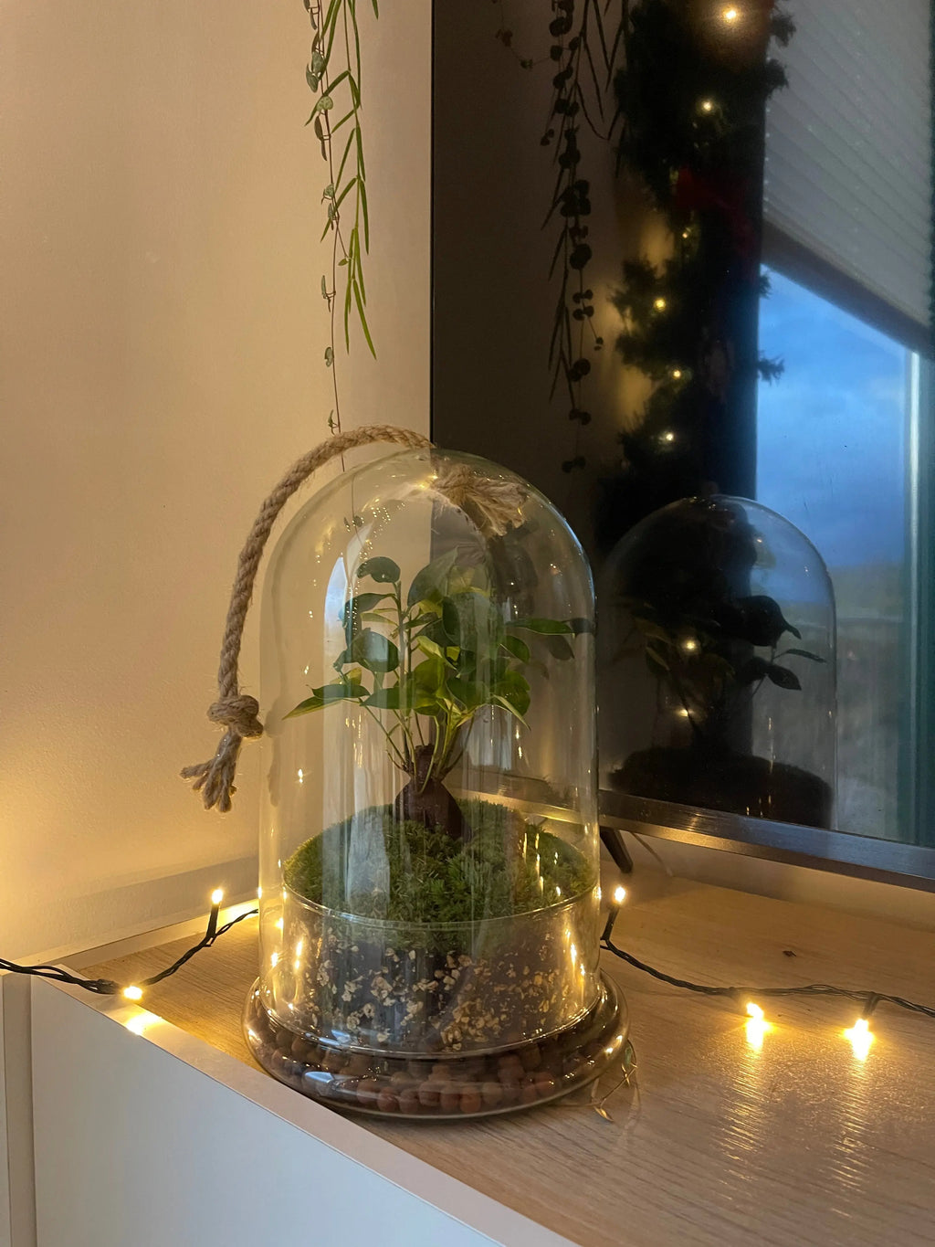 Terrarium dome featuring a detailed bonsai plant by SKAY, showcasing intricate foliage and a glass enclosure.