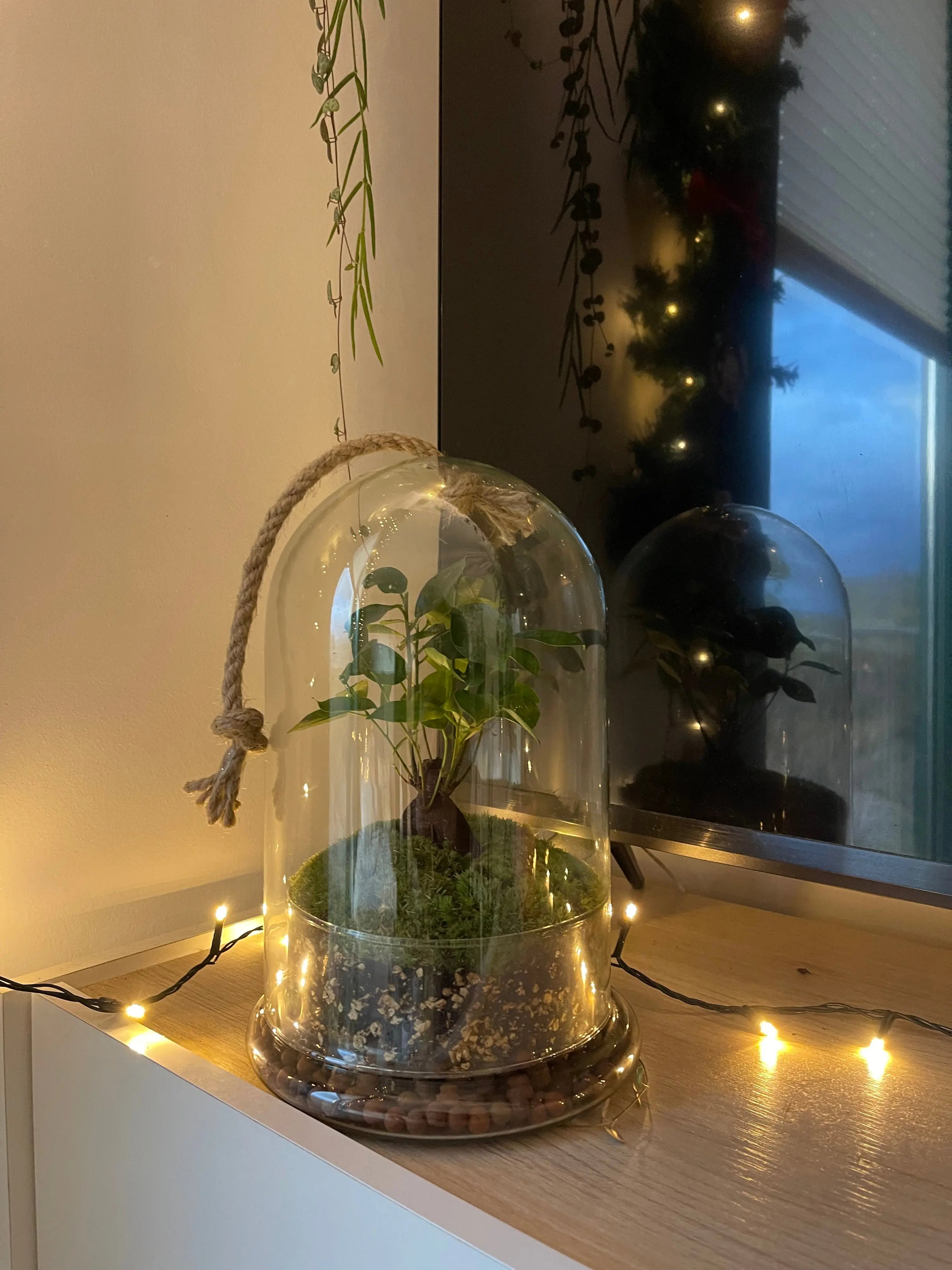 Terrarium dome featuring a detailed bonsai plant by SKAY, showcasing intricate foliage and a glass enclosure.