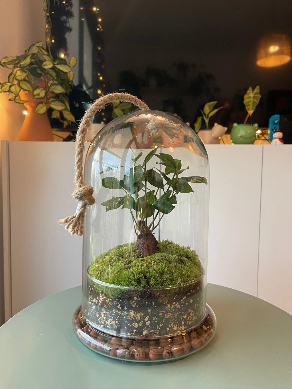 Terrario cúpula de vidrio con bonsai SKAY, mostrando plantas verdes en un entorno decorativo y moderno.