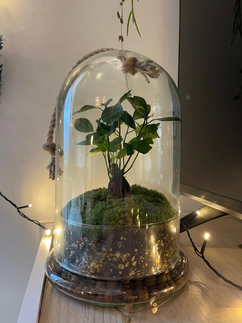 Terrario cúpula SKAY con bonsai verde sobre un fondo claro, mostrando detalles de la planta y la estructura de vidrio.